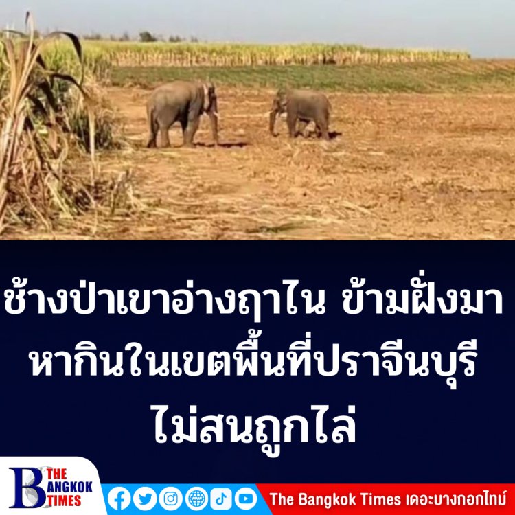 โขลงช้างป่าเขตรักษาพันธุ์สัตว์ป่าเขาอ่างฤาไน ไม่สนถูกไล่