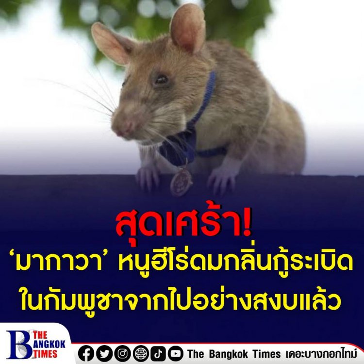 มากาวา หนูน้อยดมกลิ่นกู้ระเบิด สิ้นใจแล้ว หลังปฏิบัติหน้าที่กู้กับระเบิดที่กัมพูชาเป็นเวลา 5 ปี จากไปด้วยวัย 8 ปี