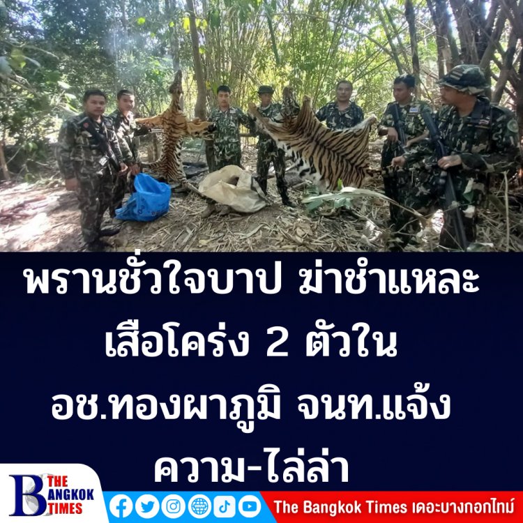 พรานชั่วใจบาป ฆ่าชำแหละเสือโคร่ง 2 ตัว- จนท.อุทยาแห่งชาติทองผาภูมิ ยึดซาก วางแผนไล่ล่า พรานบาปไหวตัวหลบหนี