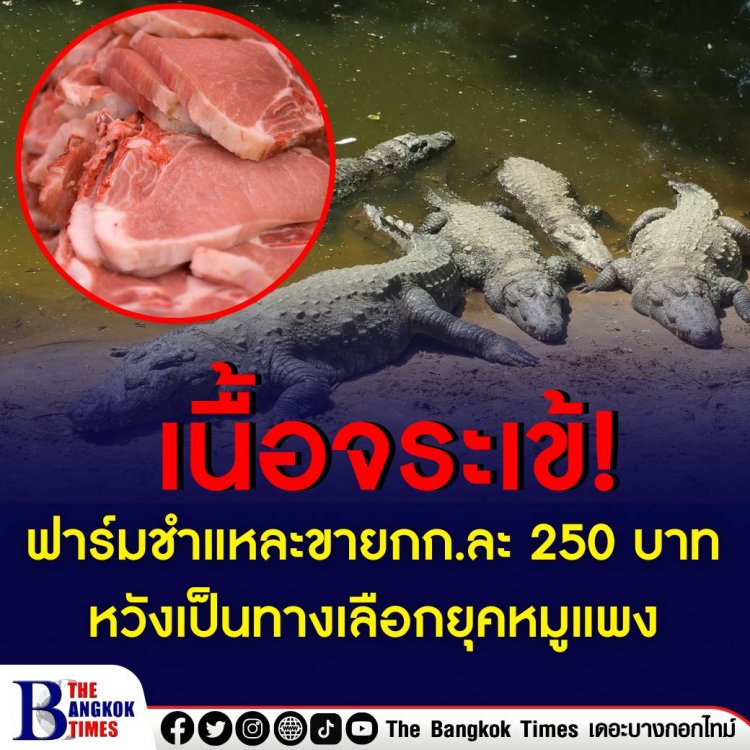 ฟาร์มจระเข้ ใน อ.ดอนตูม จ.นครปฐม ได้นำเนื้อจระเข้มาชำแหละขาย หวังให้คนมาซื้อไปทำอาหาร ยืนยันรสชาติดีกว่าเนื้อหมู ให้โปรตีนสูง และไม่มีไขมันด้วย