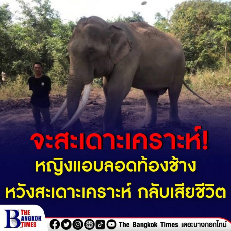 หญิงแอบลอดท้องช้าง หวังสะเดาะเคราะห์ กลับเสียชีวิต