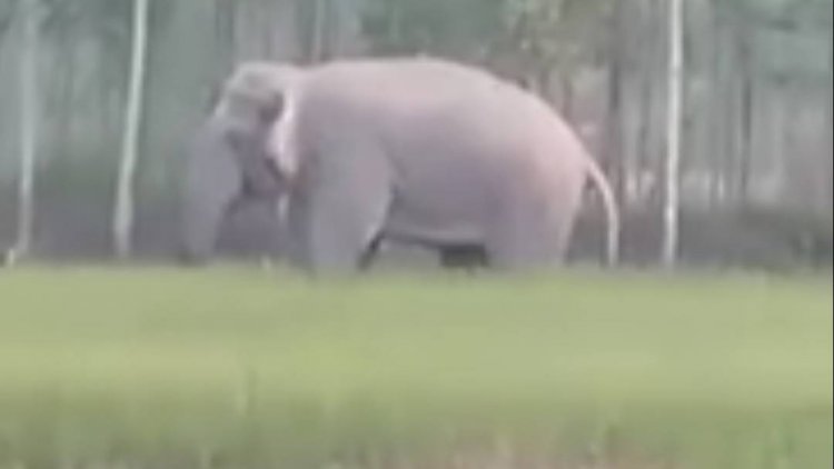ช้างป่าอาละวาดบุกยึดนาข้าวกบินทร์บุรีเดือดร้อนหนักไร้รัฐเหลียวแล (ชมคลิป)