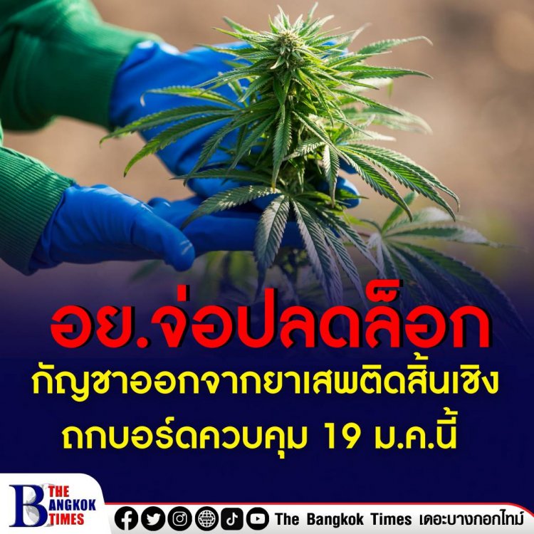 อย.จ่อชงปลดล็อกกัญชาออกจากยาเสพติดสิ้นเชิง ถกบอร์ดควบคุม 19 ม.ค.นี้