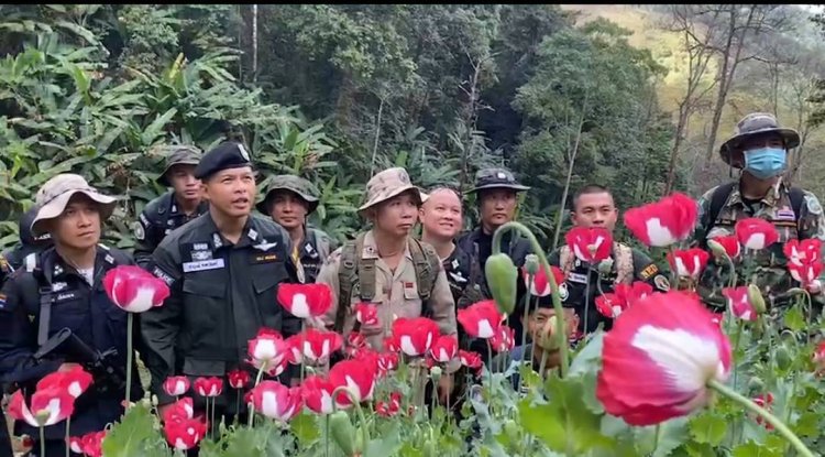 ตำรวจสนธิกำลังเข้าจับผู้ลักลอบปลูกฝิ่น-ทำลายทิ้งกว่า 1 ไร่