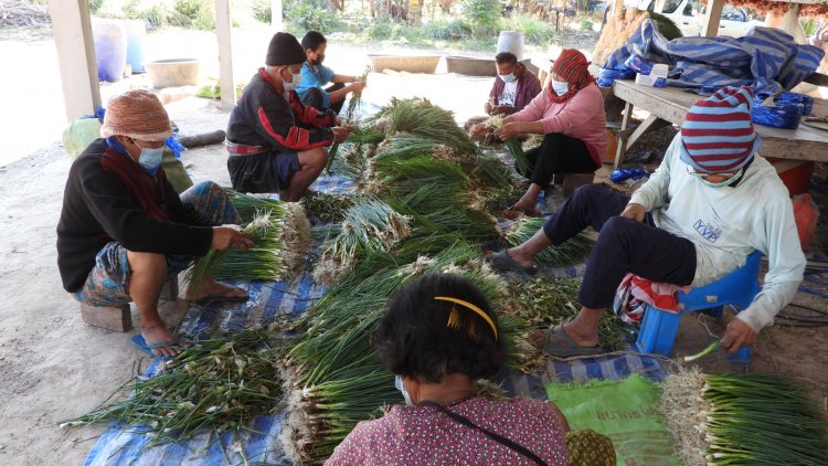 ชาวศรีสะเกษพลิกผืนดินหลังเก็บเกี่ยวปลูกหอมขายสร้างรายได้สู่ครัวเรือน (มีคลิป)