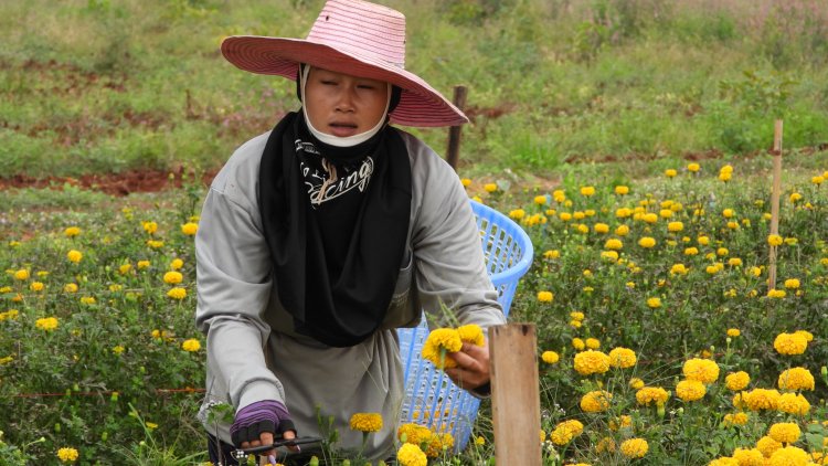 ยางราคาตกชาวศรีสะเกษโค่นทิ้งปลูก"ดอกดาวเรือง"ขายรายได้พุ่ง (มีคลิป)