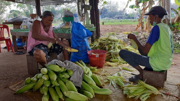 ชีวิตต้องสู้!ยายวัย 70 ปีปลูกข้าวโพดเองต้มขายเองเลี้ยงลูก4คนจนเติบโต