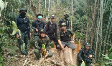 ลักลอบโค่นไม้เหนือทะเลสาบเขื่อนบางลาง ต้นน้ำแม่น้ำปัตตานี