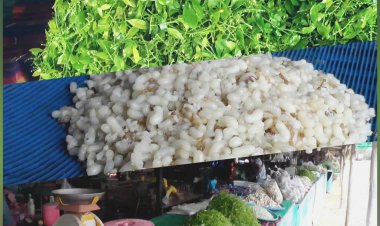 เปิดแล้ว!เทศกาลไข่มดแดง-ผักหวานริมทางเมืองชัยภูมิกก.ละ 800 บาท (มีคลิป)