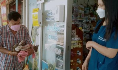 ทุกขเวทนา!แมวถูกยิงด้วยลูกดอกซมซานมาขอความช่วยเหลือ