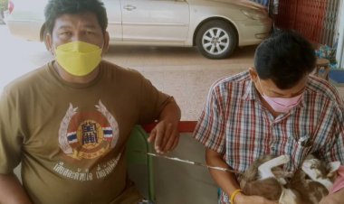 ทาสแมวดีต่อใจ!น้องเหมียวถูกยิงลูกดอกปักคาผ่าตัดปลอดภัยแล้ว(ชมคลิป)