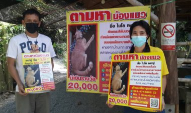 สาวกับแฟนหนุ่ม!!ตั้งรางวัล 2 หมื่นตามหาเจ้าไมโล(แมว)หาย