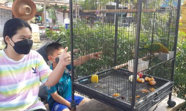 หลานเศร้า!นกแก้วบินลับไม่กลับกรง