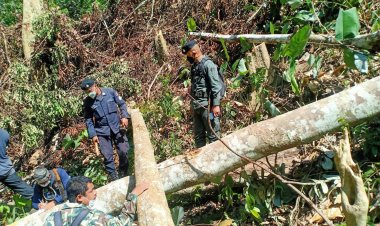 เร่งล่าแก๊งมอดไม้ลอบตัดไม้บนเทือกเขาต้นน้ำเทพา