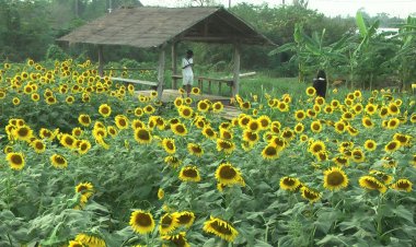 เนรมิตรทุ่งดอกทานตะวันเหลืองอร่ามรับวันแห่งความรัก