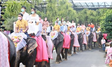 ควันหลง!จดทะเบียนสมรสบนหลังช้าง วันวาเลนไทน์