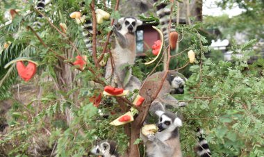 สวนสัตว์เปิดเขาเขียว สร้างสีสันลุยบูมเที่ยวกลับมาคึกคัก