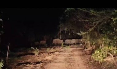 เดือดร้อนหนัก!แล้งลามงโขลงช้างป่ายกโขลงบุกพังยุ้งข้าวปล้นข้าวเปลือก(ชมคลิป)