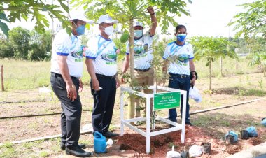 กกท.ปลูกต้นรวงผึ้ง ต้นไม้ประจำรัชกาลที่ 10ที่นราธิวาส