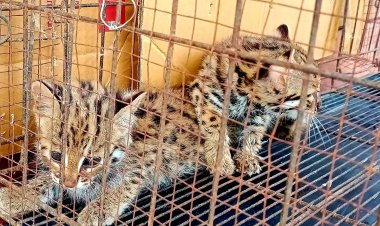 พบเสือปลา สัตว์ป่าหายาก 2 พี่น้องริมแม่น้ำเมย