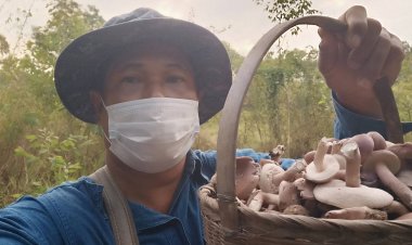 ฝนตกชุก!ชาวปราจีนฯแห่เก็บเห็ดขายได้วันละ1,000 -1,500 บาท (มีคลิป)