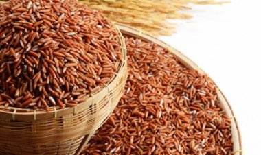 สังข์หยดอินทร์จีไอภาคใต้ราคาพุ่งตันละ 15,000 บาทสูงสุดรอบ4ปี