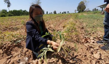 ชาวไรมั่นบัวใหญ่เศร้า!ภัยแล้งไรแดงระบาดแปลงมันสำปะหลังเสียหาย(ชมคลิป)