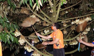 "ปั่นห่วงใย เที่ยวชมไพร ไปปัดดอกทุเรียน "ดินภูเขาไฟ ศรีสะเกษ (ชมคลิป)