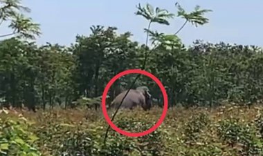 ช้างป่าเขาอ่างฤาไนไล่กระทืบชาวบ้านดับ 1 รอด 1