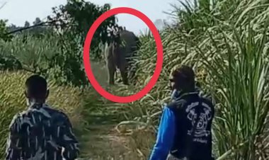 ระดมกำลังผลักดันช้างป่าคืนป่าหลังกระทืบชาวบ้านดับ 1 (มีคลิป)