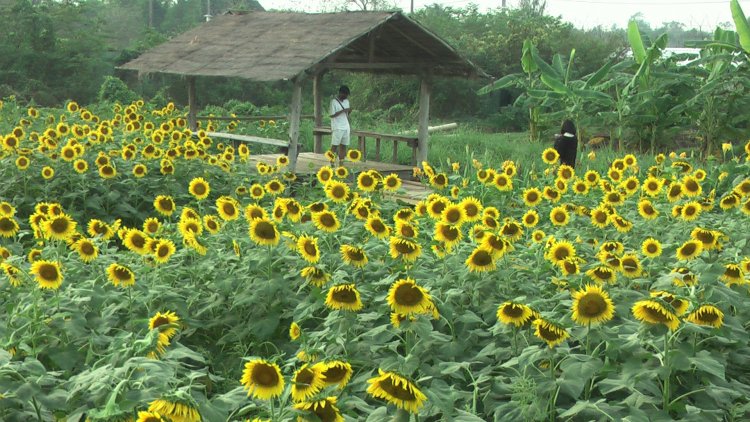 เนรมิตรทุ่งดอกทานตะวันเหลืองอร่ามรับวันแห่งความรัก