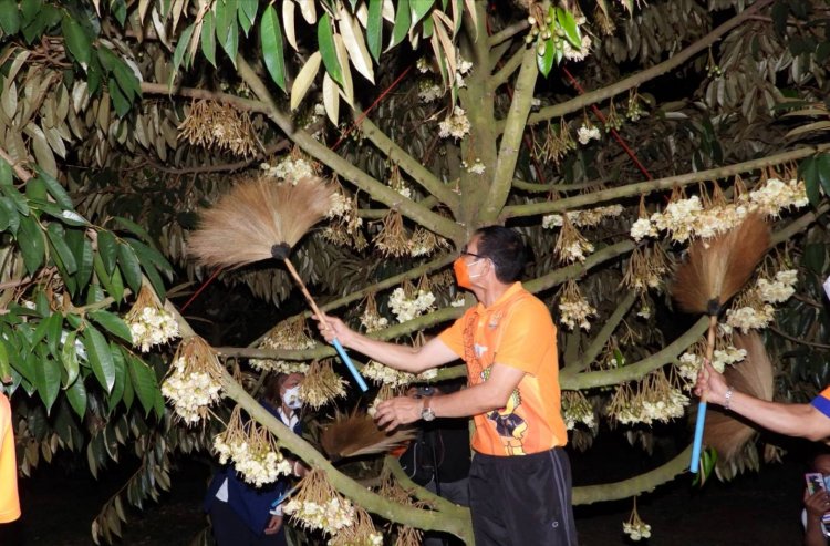 "ปั่นห่วงใย เที่ยวชมไพร ไปปัดดอกทุเรียน "ดินภูเขาไฟ ศรีสะเกษ (ชมคลิป)