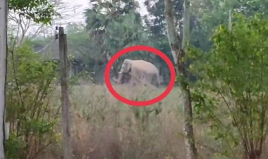 จนท.ทับลานสนธิป่าไม้เร่งผลักดันช้าป่าขาอ่างฤาไนกลับคืนถิ่น(ชมคลิป)