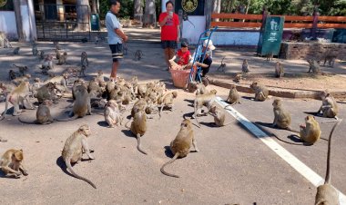 ร้อนแล้ง!ฝูงลิงแสมอุทยานดอนเจ้าปู่ตากว่า3พันตัวหิวโชออกขออาหารตามท้องถนน(มีคลิป)
