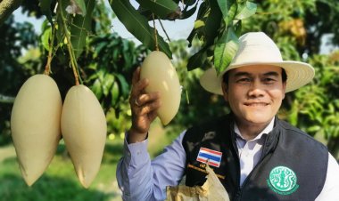 ชาวสวนอยากขายมะม่วงมะยงชิดของดีเมืองพิจิตรคุณภาพดีราคาถูกส่งตรงถึงบ้าน (มีคลิป)