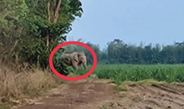 ชาวเขาไม้แก้วผวา!ช้างป่าสีดอโหนกหวนกลับมาหากินอีกหลังเพิ่งเหยียบคนตาย(มีคลิป)