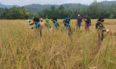 ผบ.ฉก.ทหารพราน 45 ร่วมใจชาวบ้านนิบงระแงะ "ลงแขกเกี่ยวข้าว"