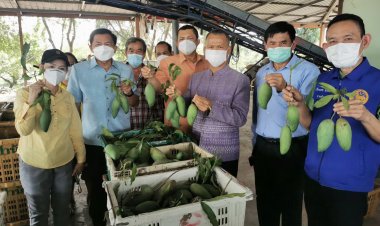 พาณิชย์ช่วยซื้อมะม่วงพิจิตร3แสนกิโลส่งต่อให้รถโมบายกระจายสินค้าขายในกรุงเทพ(มีคลิป)