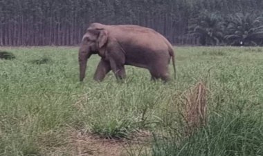 ชาวบ้านผวาซ้ำ!ช้างป่าสีดอโผล่กลับมาหากินบริเวณพื้นที่เข้าไม้แก้ว