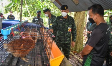 ทหารลุยส่งเสริมคนนราฯเลี้ยงไก่ไข่ลดรายจ่าย เพิ่มรายได้