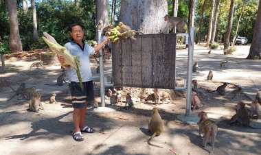 แห่ให้อาหารลิงหิวโซขออาหารประทังชีวิตจนโดนรถทับตายรายวัน (ชมคลิป)