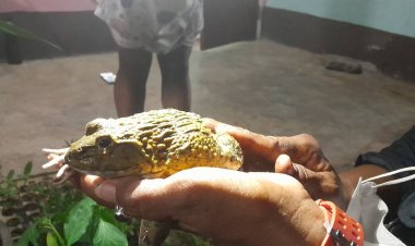 ฮือฮา!พบกบผิวสีทองเหลืองอร่ายอยู่ในกระถางเลี้ยงปลาวชาวบ้านปราจีนฯ(มีคลิป)