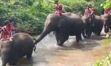 "วันช้างไทย" อนุรักษ์ช้างไทย วิถีไทย มรดกโลก ที่บ้านเพราะช้าง-ยะพอ