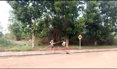 แรงงานอิสาน  ออกหาแหย่ไข่มดแดง กก.  ละ500บาทขาย- ทำกินหลากหลายเมนู