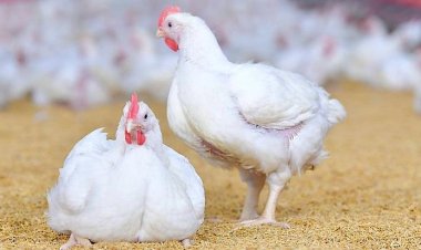 ผู้เลี้ยงไก่ไทย ท้อใจรัฐยกเลิกมาตรการข้าวโพด-ข้าวสาลี 3:1