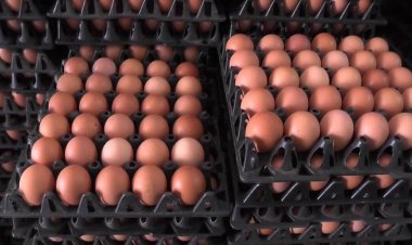 ไข่ไก่ปรับขึ้นแผงละ 3 บาท  ลูกค้าเปลี่ยนมาซื้อครั้งละ 10 ฟอง