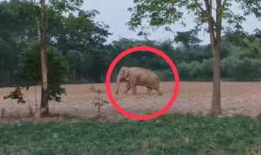 อบรมเครือข่ายอาสาสมัครเฝ้าระวัง-อพยพช้างป่ากลับคืนถิ่นสู่แปดริ้วยั่งยืน