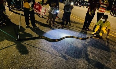 แตกตื่น!งูจงอางยักษ์หนัก15 กก.ยาว 4 ม.เข้าบ้านนอนขดใต้โซฟา(มีคลิป)