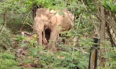 ชาวเขาไม้แก้วผวาทั้งหมู่บ้าน!ช้างป่าสีดอโหนกยึดพื้นที่หากินกว่า 3 เดือน (มีคลิป)