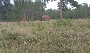 ป่าไม้ระดมกำลัง150นายรอยิงยาซึมจับช้าป่า"สีดอโหนก"กลับคืนถิ่น(ชมคลิป)